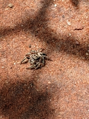 Salticidae