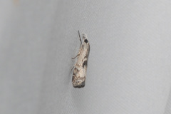 Microcrambus minor