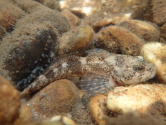 Cottus rhenanus