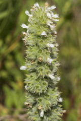 Stachys germanica