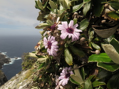 Macrolearia chathamica