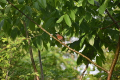 Synallaxis erythrothorax