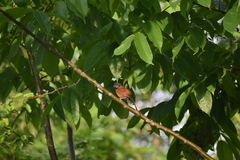 Synallaxis erythrothorax