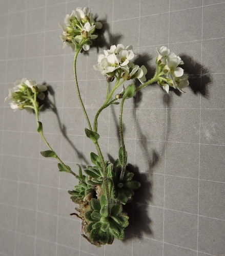 Draba tomentosa, photograph 4