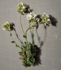 (c) Karsten Rohweder, some rights reserved (CC BY) Draba tomentosa, photograph (c) Karsten Rohweder, some rights reserved (CC BY)