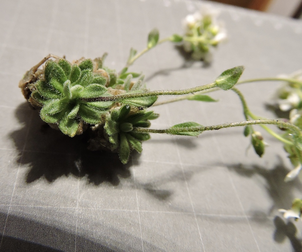 Draba tomentosa; photograph (c) Karsten Rohweder, some rights reserved (CC BY)