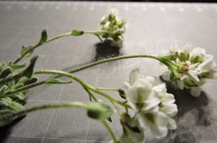 (c) Karsten Rohweder, some rights reserved (CC BY) Draba tomentosa, photograph (c) Karsten Rohweder, some rights reserved (CC BY)