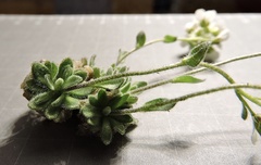 Draba tomentosa, photograph (c) Karsten Rohweder, some rights reserved (CC BY)