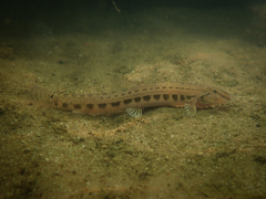 Cobitis taenia
