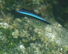 Labroides dimidiatus