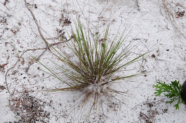 Aristida gyrans