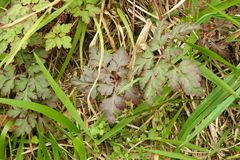 Geranium robertianum
