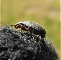 Blapstinus histricus