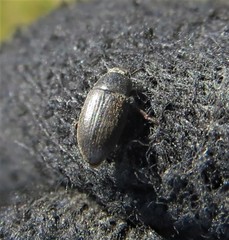 Blapstinus histricus