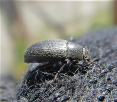 Blapstinus histricus