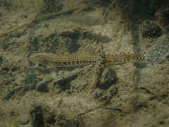 Cobitis taenia