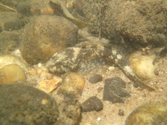 Cottus rhenanus