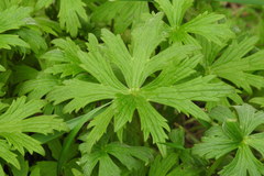 Ranunculus acris