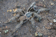 Chilobrachys