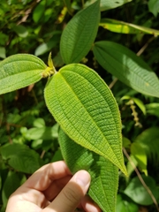 Miconia dependens