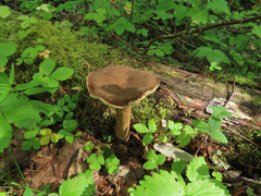 Lactarius fuliginosus