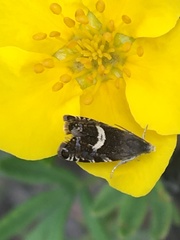 Grapholita interstinctana