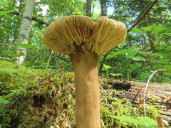 Lactarius fuliginosus