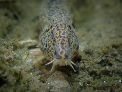 Cobitis taenia