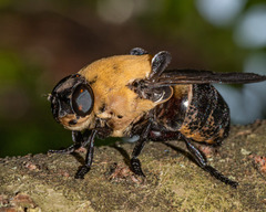 Cuterebra abdominalis