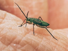 Oncotylus viridiflavus