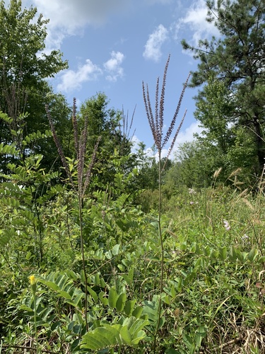Panicled false indigo (Amorpha paniculata)