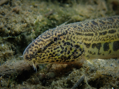Cobitis taenia