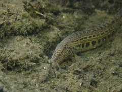 Cobitis taenia