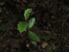 Berberis chilensis