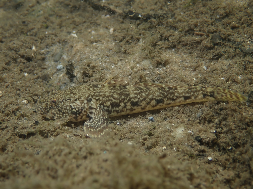 Bighead Goby