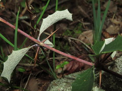Berberis chilensis