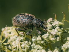 Otiorhynchus tristis