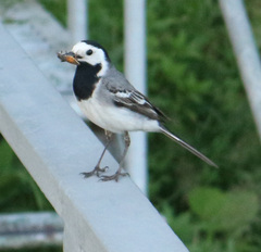 Motacilla alba