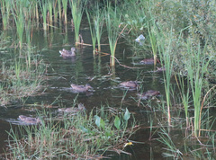 Alisma plantago-aquatica