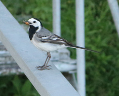 Motacilla alba