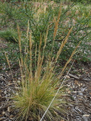 Deschampsia cespitosa holciformis
