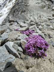 Noccaea corymbosa