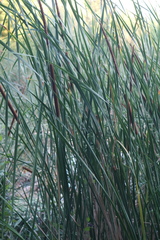 Typha angustifolia