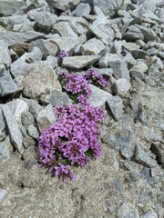 Noccaea corymbosa
