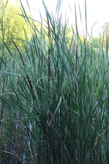 Typha angustifolia