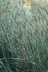 Typha angustifolia