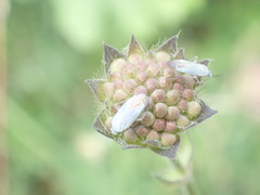 Placochilus seladonicus