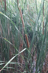 Typha angustifolia
