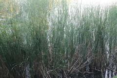 Typha angustifolia