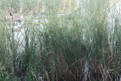 Typha angustifolia